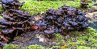 Very dense, extensive colony of dark brown, wet shiny forest mushrooms, -larger group of trumpet chanterelles (Craterellus tubaeformis) in advanced stage, growing tuft-like on an old mossy tree trunk or deadwood, Berlin, Germany [IBR125657449]