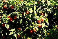 Ripe orange citrus fruits glow between dense, dark green foliage, bitter orange, bitter orange (Citrus × aurantium L.), Estepona, Costa del Sol, Andalusia, Malaga province, Spain [IBR125657450]