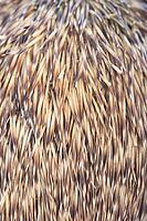 European hedgehog (Erinaceus europaeus) adult animal close up of its spines, England, United Kingdom [IBR125657451]