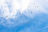 Numerous dark birds fly over a cloudy blue and white sky, Granada, Granada province, Andalusia, Spain [IBR125657452]