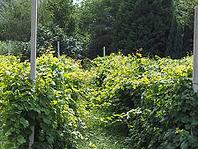 Vineyard plantation of grape bearing vines grown for winemaking in Aosta Valley, Italy [IBR125659390]