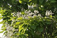Sunlit clusters of small white blossoms among dense green leaves in France [IBR125659391]