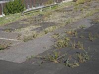 Nature reclaiming abandoned car park tarmac surface [IBR125659406]