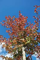 Tree in autumn colours, A tall tree with red, orange, and green autumn leaves rises against a bright blue sky with wisps of white cloud in France [IBR125659407]
