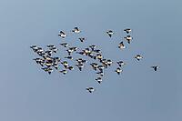 White-cheeked geese (Branta leucopsis) and white-cheeked geese (Anser albifrons) fly together to rest area in the afternoon, bird migration, winter guest, flock, January, Haaler-Au lowlands, Schleswig-Holstein, Germany [IBR125659412]