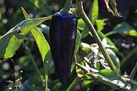 Dark chili or bell pepper, variety Black Hungarian, Capsicum annuum [IBR125659417]