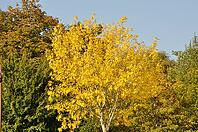Tree in autumn colors in Normandy, Sunlit yellow tree in peak autumn color, surrounded by green and orange foliage beneath a clear blue sky in France [IBR125659419]