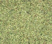 Oregano (Origanum vulgare) herb aka wild marjoram or sweet marjoram [IBR125659435]