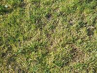 Green grass texture useful as a background [IBR125659440]