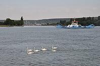 Swan on the Seine in La bouille in France redactional use only [IBR125659450]