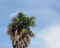 Palm tree scientific classification Arecaceae over blue sky with copy space [IBR125659457]