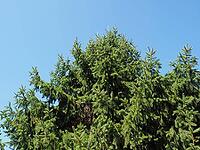 Norway spruce tree scientific classification Picea abies [IBR125659466]