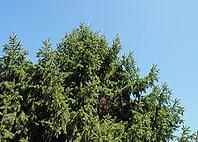 Norway spruce tree scientific classification Picea abies [IBR125659469]