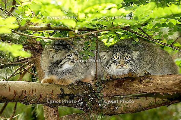 Pallas's cat (otocolobus manul) or Pallas' cat, pair on branch [IBR110765252]