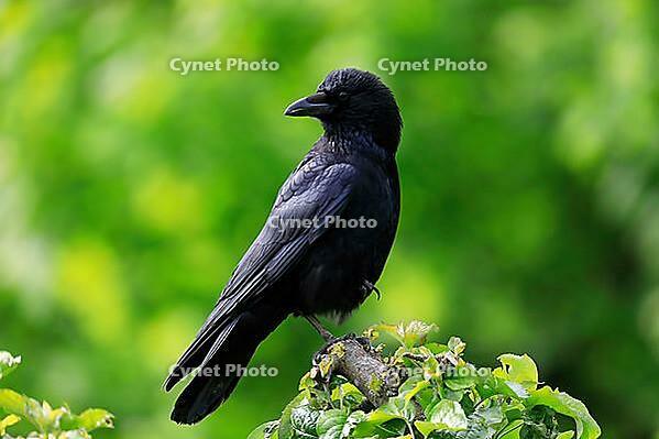 Carrion crow (Corvus corone), adult, alert, Rhineland-Palatinate, Germany, Europe [IBR120910611]