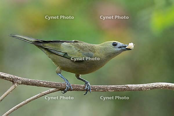 Sayaca Tanager (Thraupis sayaca), Serra da Canastra National Park, Minas Gerais, Brazil, South America [IBR121126746]