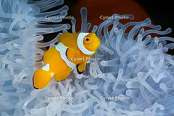 Juvenile orange skunk clownfish white anemone, Amphiprion ocellaris, Heteractis magnifica, Cenderawasih Bay, West Papua, Indonesia, Asia [IBR111578854]