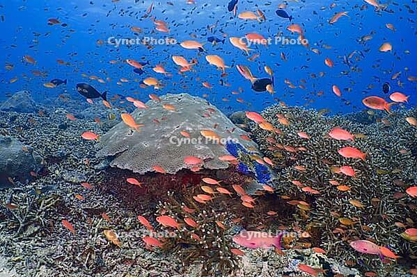 Lively underwater school of jewelled bannerfish (Pseudanthias squamipinnis) in front of a large coral reef in the sea, dive site SD, Nusa Ceningan, Nusa Penida, Bali, Indonesia, Asia [IBR121813866]