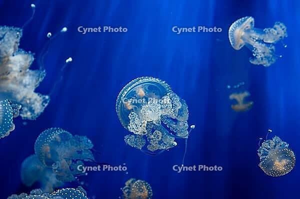 Close-up of a jellyfish in an acquarium [IBR121856927]