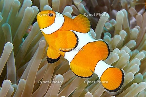 An orange and white Ocellaris Clownfish (Amphiprion ocellaris) swimming in a sea anemone in the ocean, dive site Coral Garden, Menjangan, Bali, Indonesia, Asia [IBR121861134]