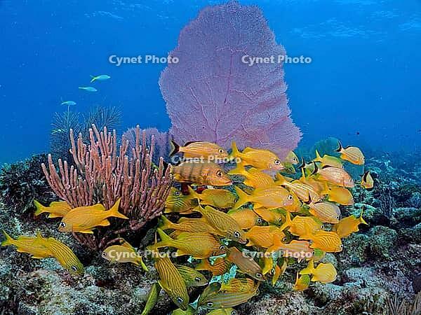 A large school of yellow fish, French grunt (Haemulon flavolineatum), in a lively underwater landscape with large soft corals, Porous Yellow gorgonian (Pseudoplexaura porosa), Venus fan (Gorgonia ventalina), dive site John Pennekamp Coral Reef State Park, [IBR121939959]