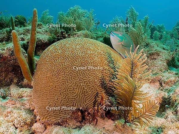 A lively underwater scene with a prominent brain coral (Diploria labyrinthiformis) and a green parrotfish (Sparisoma viride), dive site John Pennekamp Coral Reef State Park, Key Largo, Florida Keys, Florida, USA, North America [IBR121948165]