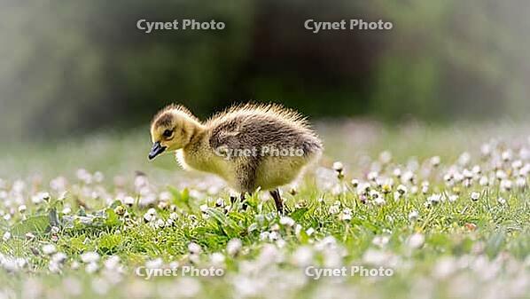 Canada goose chick (Branta canadensis) running through grass and daisies, looking for food, close-up, profile view, background green blurred bushes, Rombergpark, Dortmund, North Rhine-Westphalia, Germany, Europe [IBR121951184]