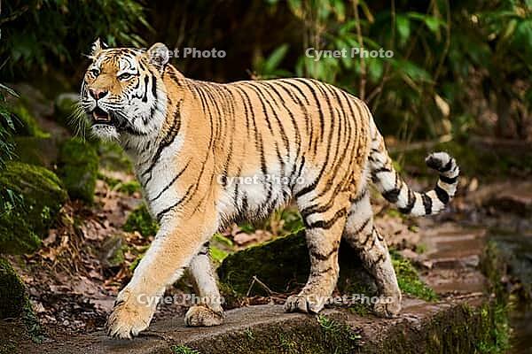 Siberian tiger or Amur tiger (Panthera tigris altaica) walking on the ground, captive, habitat in Russia [IBR121951268]