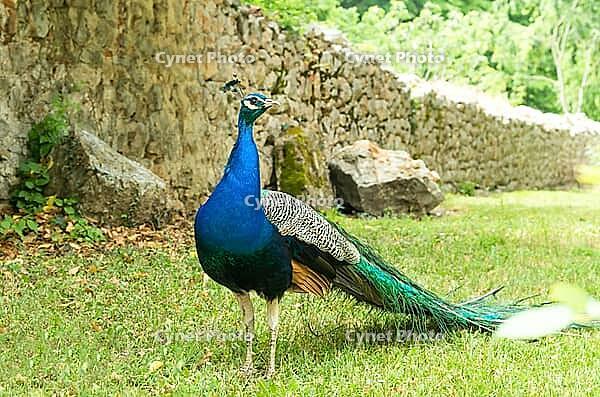 A vibrant peacock stands on lush grass near a rustic stone wall, showcasing its colorful plumage [IBR121951378]