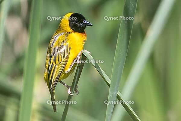 Black-headed weaver, Ploceus melanocephalus, weaver bird, Portugal, Europe [IBR121951450]