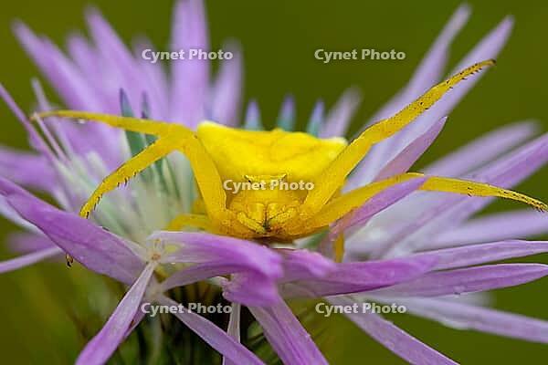 Goldenrod crab spider, Misumena vatia, yellow, sitting on flower [IBR121952277]