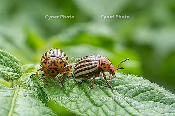Reproduction of colorado potato beetles in potato leaves.Colorado beetle, potato parasite. Close-up colorado potato beetle, Decemlineata, potatoes parasites, leptinotarsa, potatoes beetles. [IBR121952284]