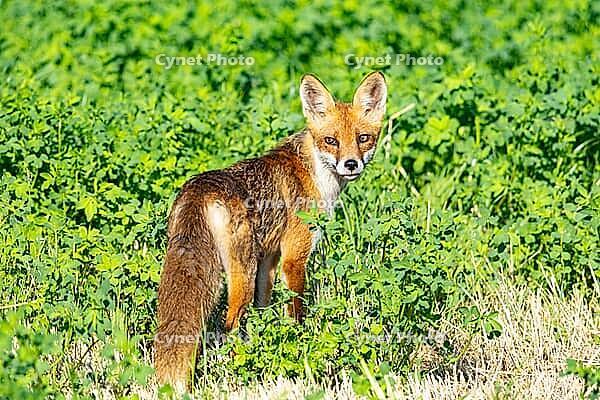 Fox (Vulpes vulpes) fawn hunting mice Germany [IBR121952540]