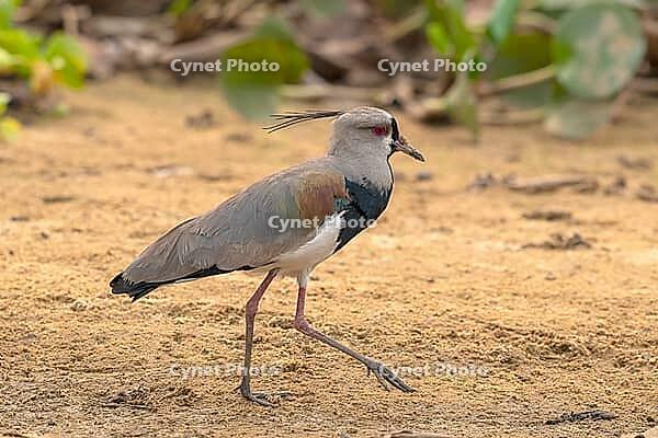Bronze lapwing (Vanellus chilensis), Pantanal, inland, wetland, UNESCO Biosphere Reserve, World Heritage Site, wetland biotope, Mato Grosso, Brazil, South America [IBR121952705]