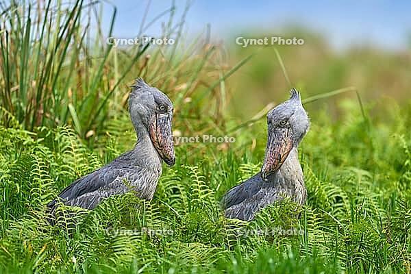 Two Shoebill, Balaeniceps rex, hidden in green vegetation. Portrait of big beaked bird, Mabamba swamp. Birdwatching in Africa. Pair mystic bird in green vegetation habitat, wildlife. Uganda wildlife [IBR112258109]