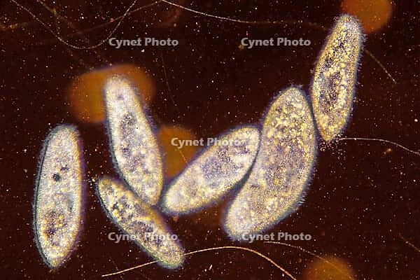Paramecium approx. 200x in darkfield (Paramecium) [IBR112403032]