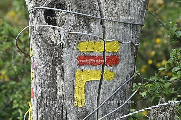 Close-up of a tree with colorful paint marks and wires wrapped around it, set in a natural background. mark indicating a hiking trail [IBR123335104]