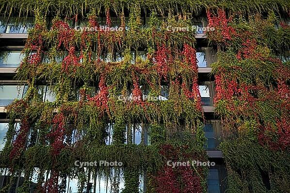 Windows are overgrown, climate-neutral façade greening on the new building, autumn colouring, office building of CMS Hasche Sigle, Calwer Straße, Stuttgart, Baden-Württemberg, Germany [IBR112672593]