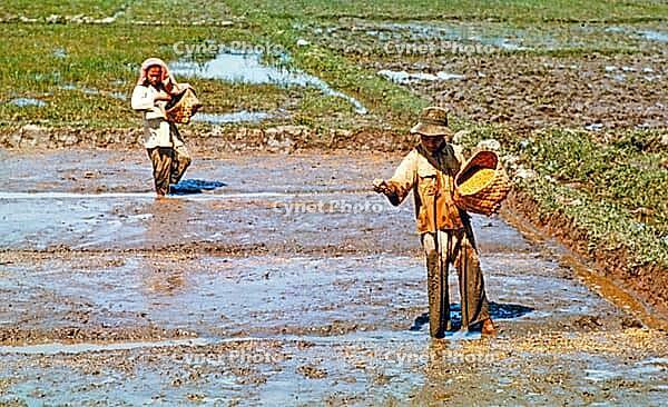 Sowing seeds, traditional labour intensive rice farming in wet paddy field, Malaya, Malaysia, south east Asia c 1964 [IBR112672599]