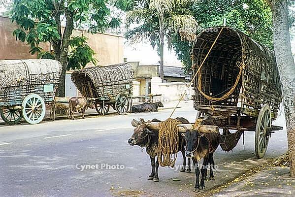 Bullock carts pulled by oxen standing in street, Colombo, Sri Lanka, South Asia, Indian subcontinent, South Asia, 1965 [IBR112672606]