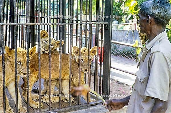 Lion cubs in cage at zoo, Colombo, Sri Lanka, South Asia, Indian subcontinent, South Asia, 1965 [IBR112672628]