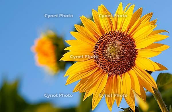 Focused sunflower (Helianthus annuus) bloom against a sunny backdrop with another flower blurred behind in London, Ontario, Canada [IBR123435188]