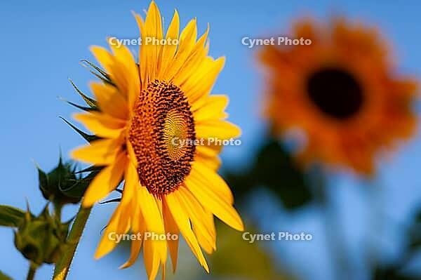 Side view of a sunflower (Helianthus annuus) with another blossom blurred, set in a sunny blue sky in London, Ontario, Canada [IBR123435189]