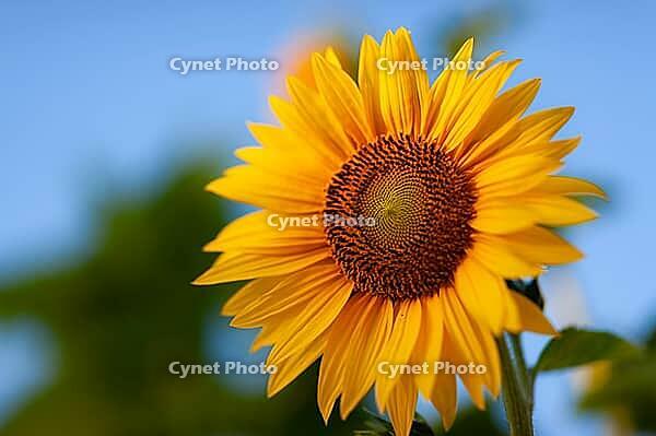 Bright yellow sunflower (Helianthus annuus) in bloom with green leaves against a blue background in London, Ontario, Canada [IBR123435191]