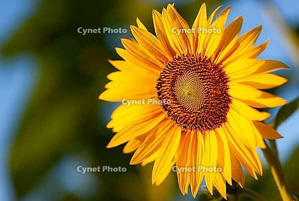 A vibrant sunflower (Helianthus annuus) with yellow petals and green leaves against a blue sky in London, Ontario, Canada [IBR123435196]