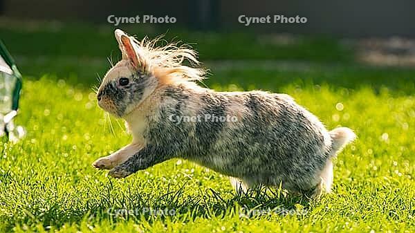 A multi-colored tricolor Lionhead rabbit is captured mid-stride ...