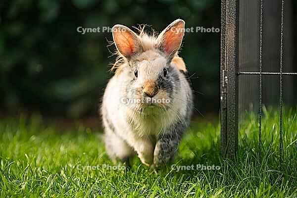 A close-up of an adorable tricolor Lionhead rabbit running or hopping ...