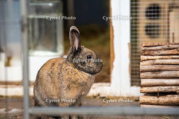 A brown and black mottled rabbit (Agouti color) sits calmly next to its ...