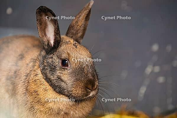 An extreme close-up of a brown Agouti rabbit's face and upright ears ...
