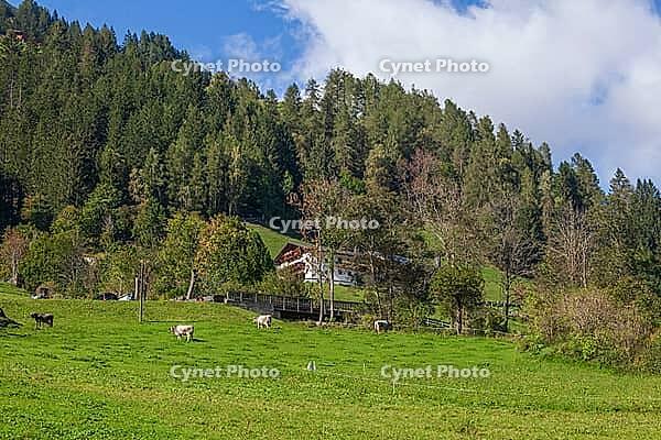 Alm with cows, farmhouse and forest, Neustift im Stubai Valley, Stubai Valley, Stubai, Tyrol, Austria [IBR123622472]